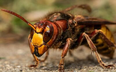Bee & Stinging Insect Control: What Homeowners Need to Know This Season