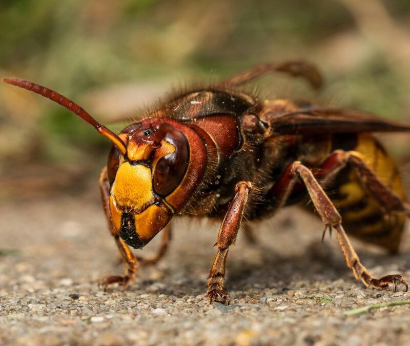 Bee & Stinging Insect Control: What Homeowners Need to Know This Season