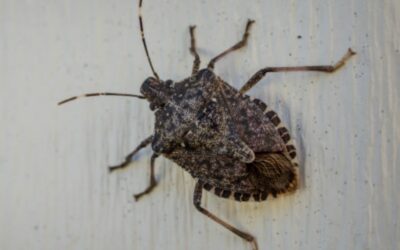 Fall Pest Control: Keep Asian Lady Beetles, Stink Bugs & Box Elder Bugs Out of Your Home This Fall