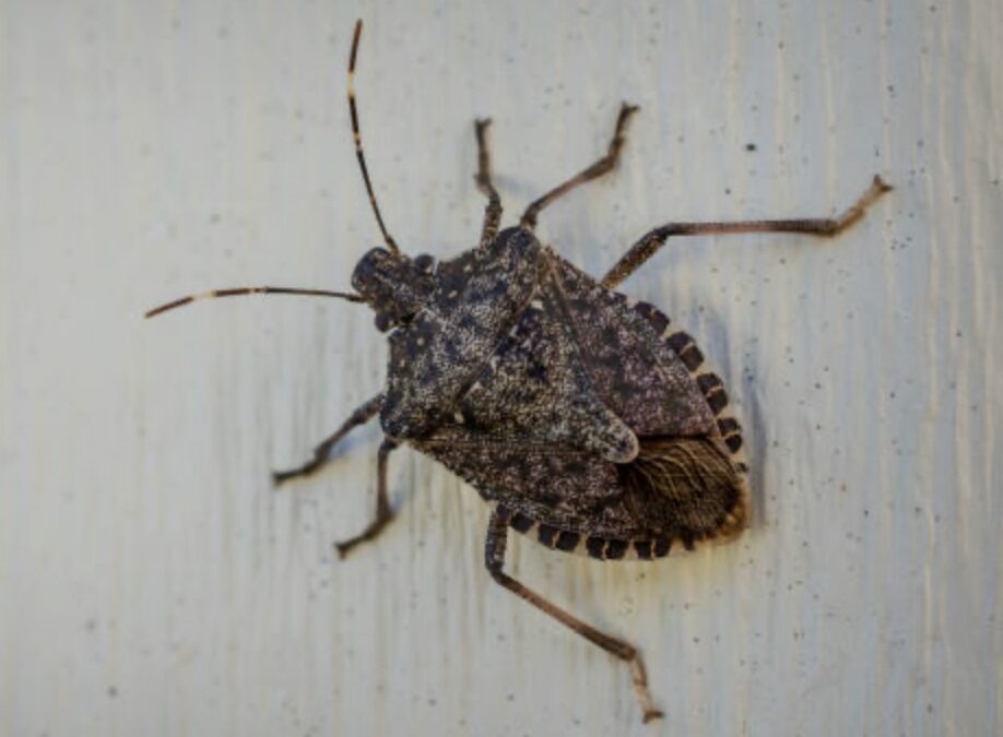 Fall Pest Control: Keep Asian Lady Beetles, Stink Bugs & Box Elder Bugs Out of Your Home This Fall