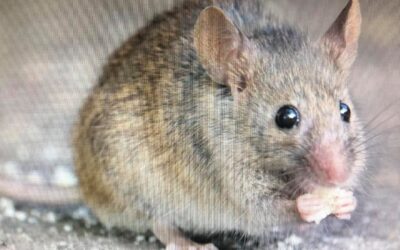 Mice in Your Home? Why Prevention and Professional Mouse Control Matter More Than Ever