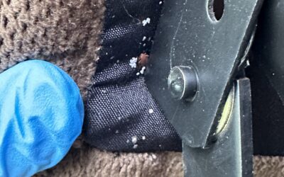 Bed Bugs: How They Get Into Your Home and How Professional Bed Bug Treatment Works
